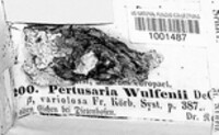 Pertusaria wulfenii image